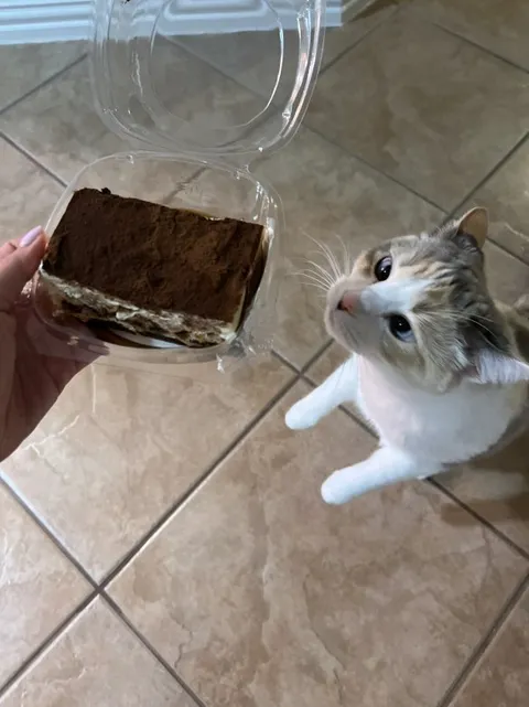 Кот выпрашивает десерт