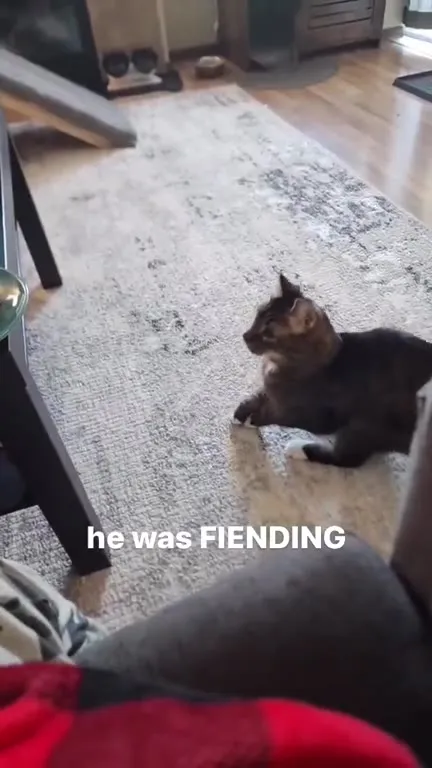 Cat Finds the Sandwich