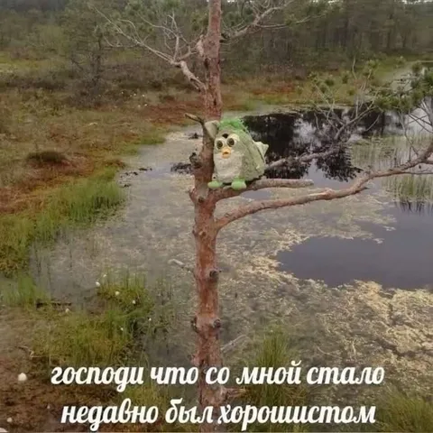 Недавно был хорошистом