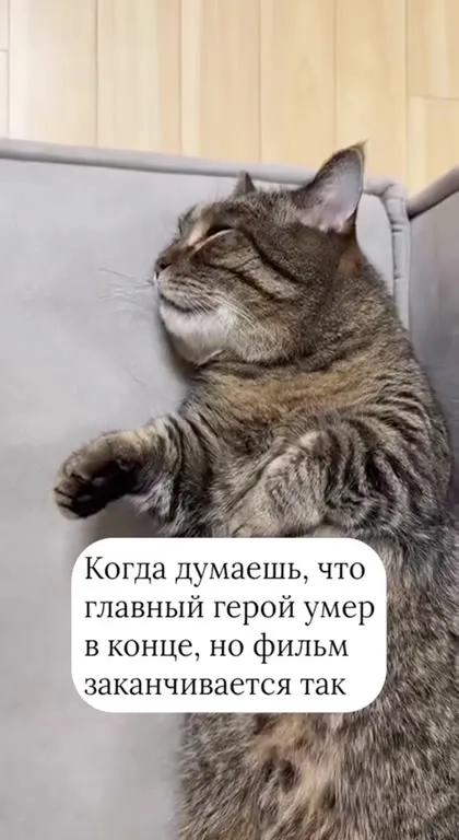 Кот переживает из-за финала фильма