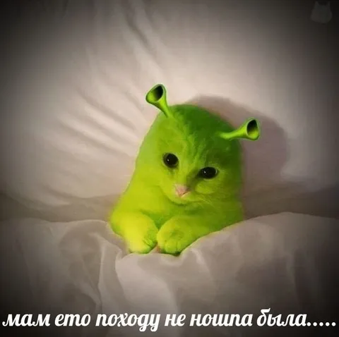 Зелёный кот потерялся