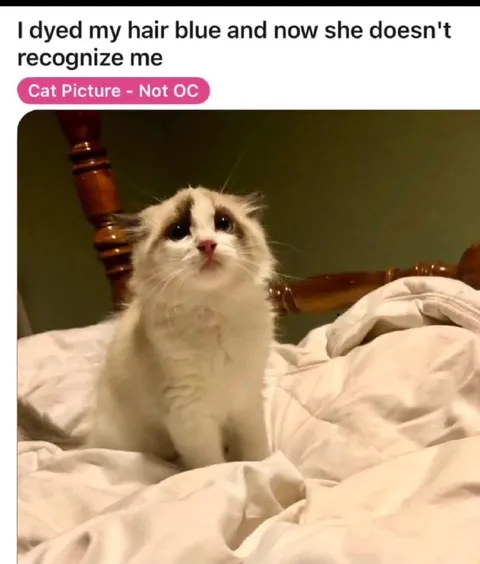 Cat Doesn't Recognize Blue Hair
