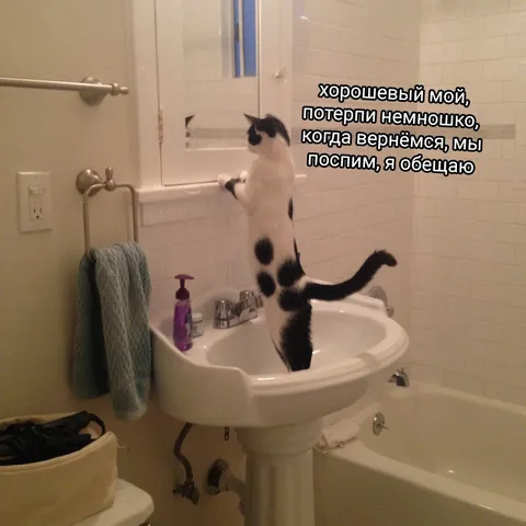 Кот пытается уснуть в раковине