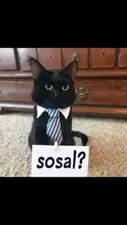 Sosal? Confused Tie Cat