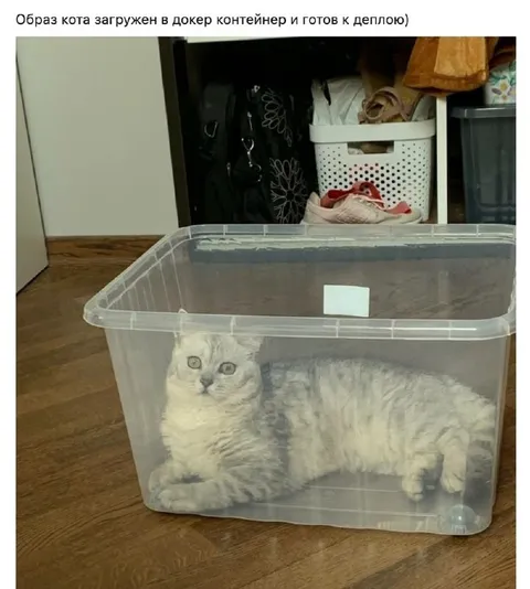 Кот загружен в докер
