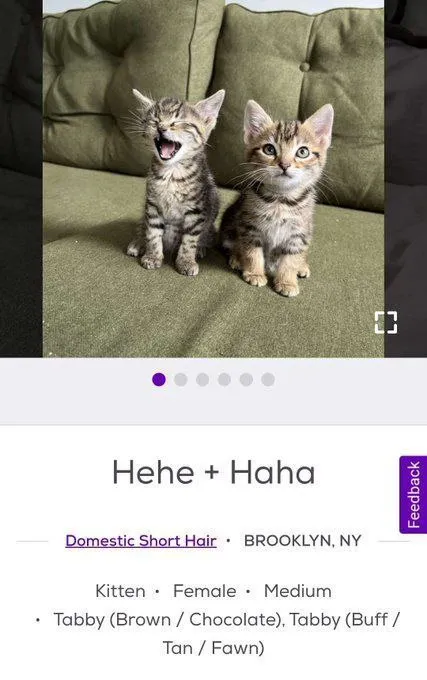 Hehe and Haha Kittens