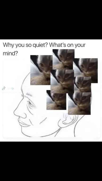 Why You So Quiet, Cat Thoughts