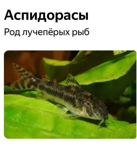 Аспидорасы — лучепёрые рыбы
