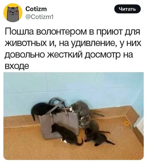 Жесткий досмотр в приюте