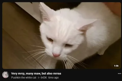 Very Maw Many Mrraa Cat