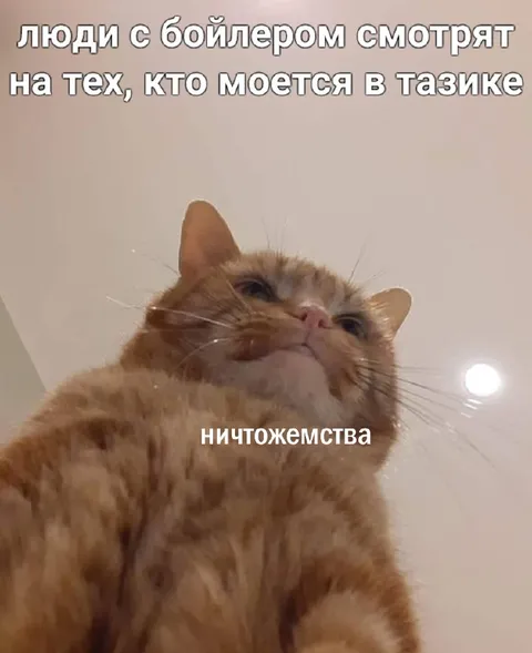 Кот смотрит на купающихся