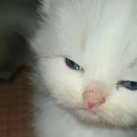 Недовольный белый кот крупным планом