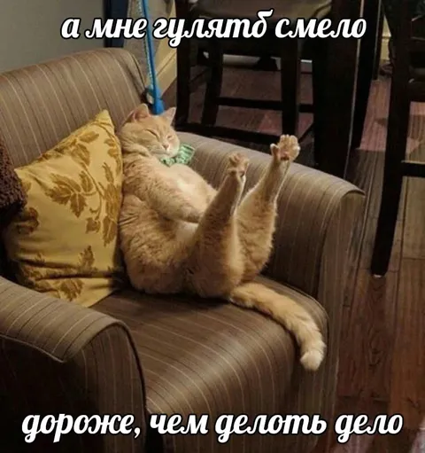 Кот вместо важных дел