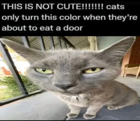 Cats Turn This Color Before Eating Doors
