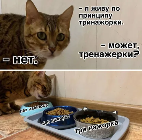 Кот живёт по принципу тринажорки