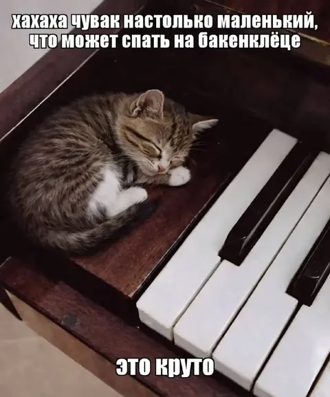 Котёнок спит на пианино