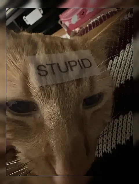Cat Wearing a Stupid Label