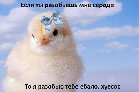 Милый цыплёнок с угрозой