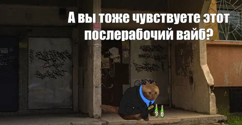Послерабочий вайб кота