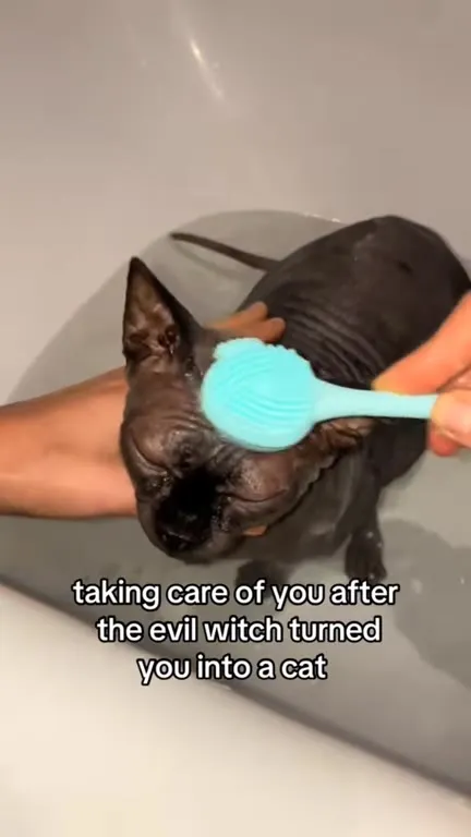 Evil Witch Turned You Into a Cat
