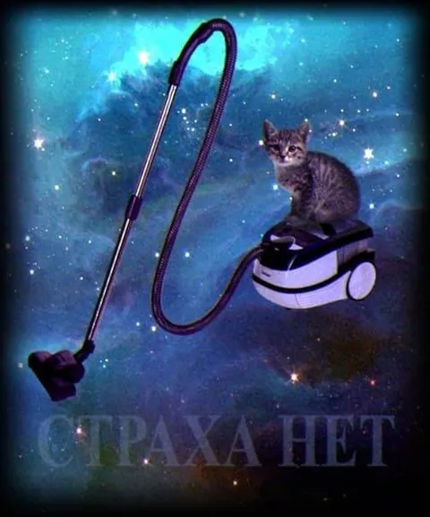 Кот-пылесос без страха