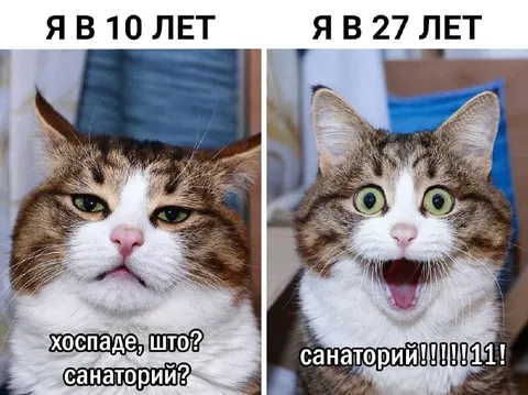 Кот в 10 и 27 лет