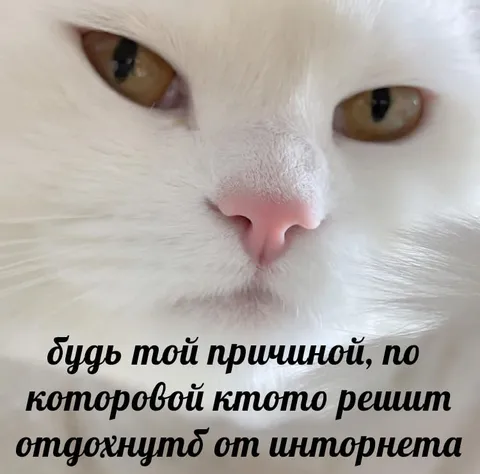 Кот отдохнёт от интернета