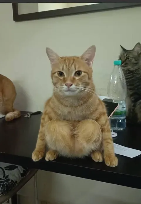 Кот сидит как человек