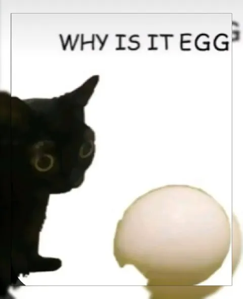 Why Is It Egg Cat