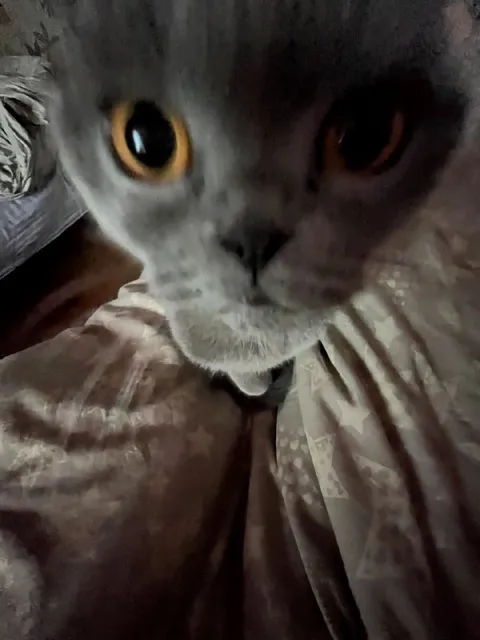 Кот крупным планом