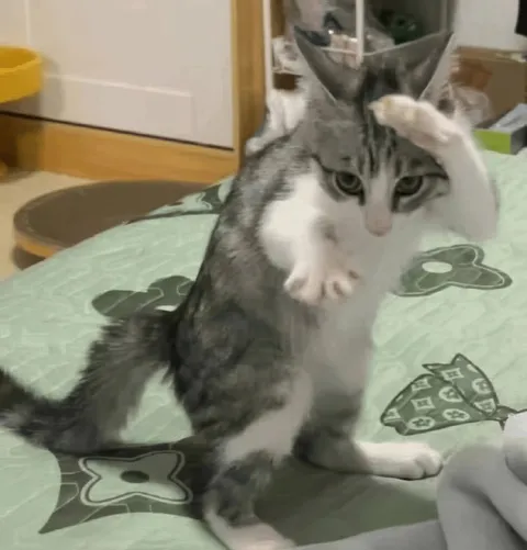 Кот поднимает лапы