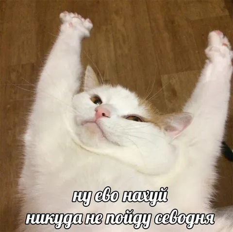 Белый кот никуда не пойдёт