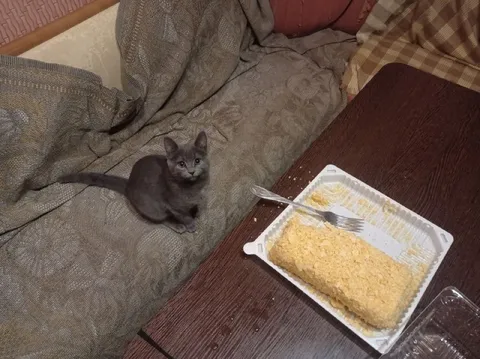 Котёнок смотрит на торт
