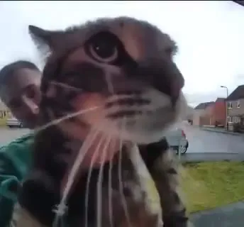 Кот лезет прямо в камеру