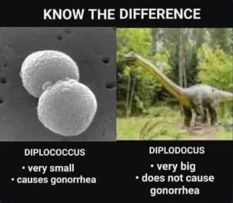 Diplococcus vs Diplodocus Difference