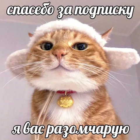 Кот благодарит за подписку