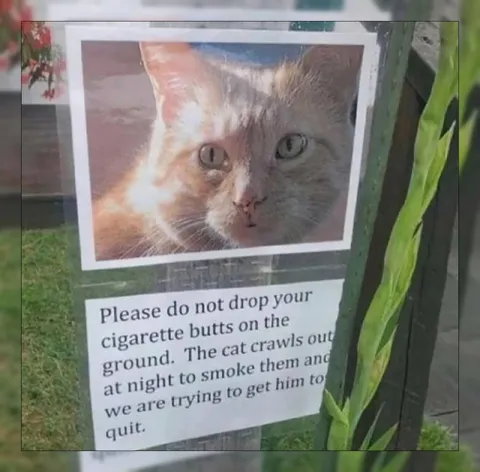 Cat Smokes Cigarette Butts