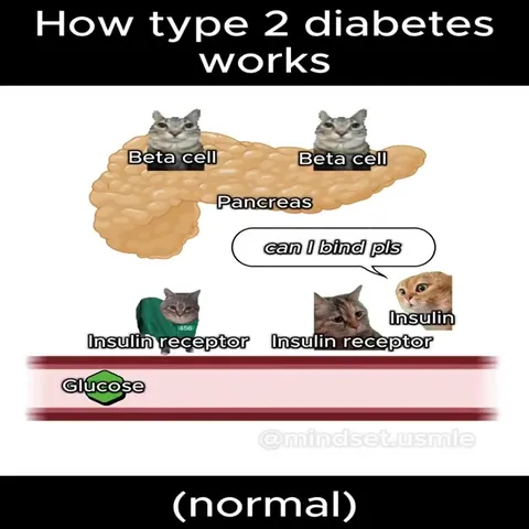 How Type 2 Diabetes Works
