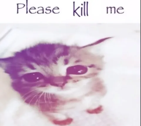 Please Kill Me Cat
