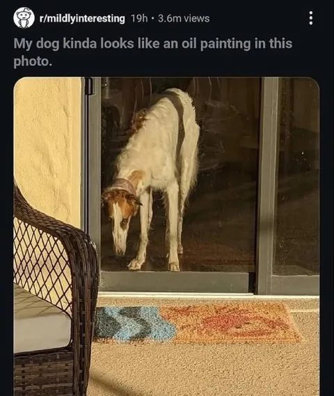 Dog Looks Like an Oil Painting