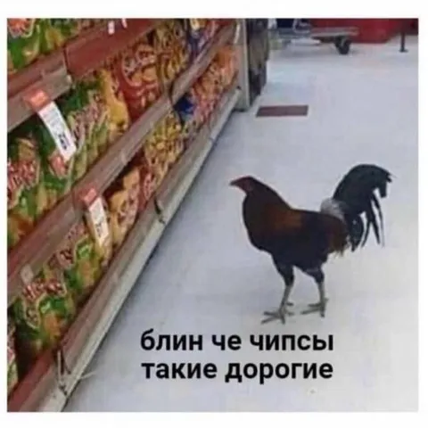 Петух смотрит на дорогие чипсы