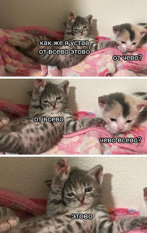 Котёнок устал от всего