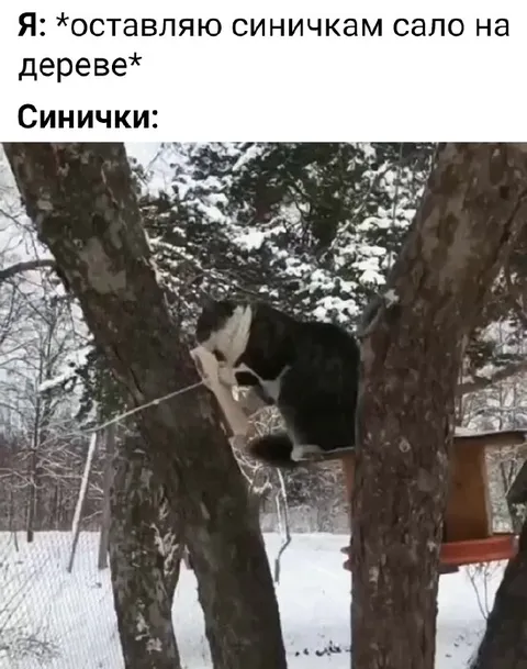 Синички съели всё сало