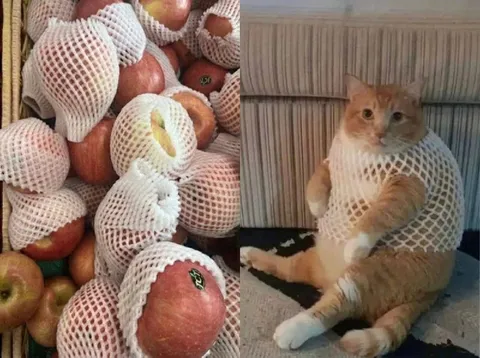 Кот в упаковочной сетке