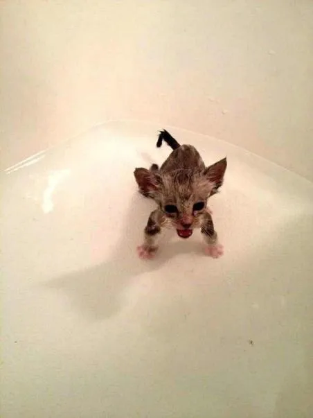 Сердитый мокрый котёнок