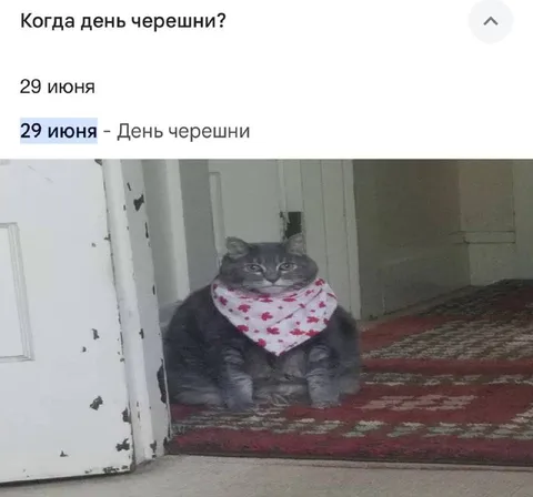 Кот в день черешни