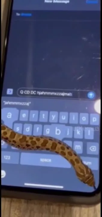 Snake Accidentally Types Sex