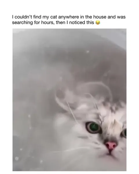 Cat Hiding in the Bucket
