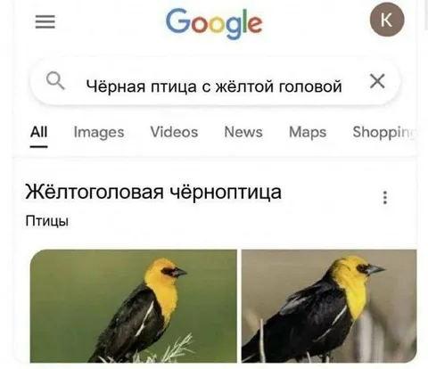 Чёрная птица с жёлтой головой