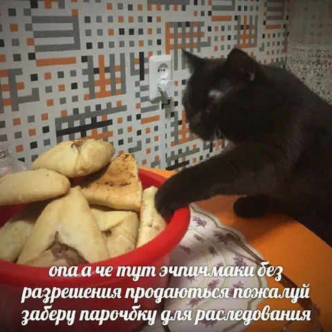 Кот забирает эчпочмаки на расследование